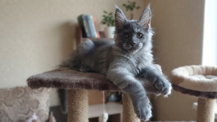 Do Maine Coons act like dogs?