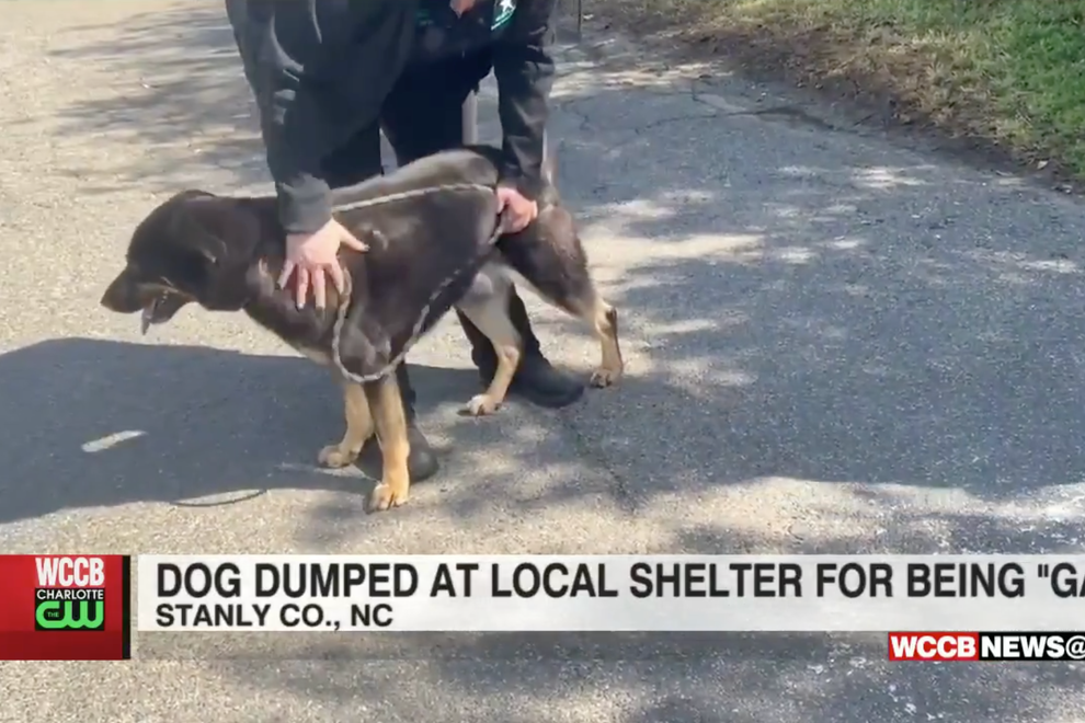 Poor Fezco was accused of being ‘gay’ by his owners and abandoned  at a pet shelter in North Carolina