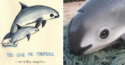 Meet The Enigmatic Vaquita – Earth's Rarest Mammal, With Fewer Than 10 Remaining