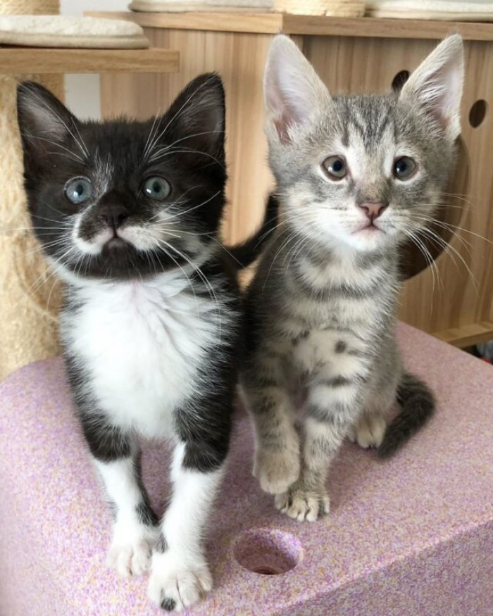 Meet Spinach and Chickpea