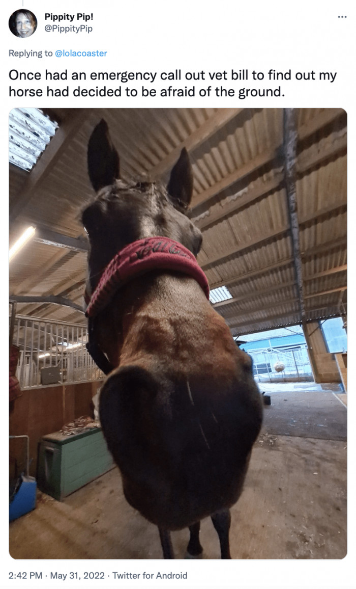 18. A Horse That's Afraid of the Ground