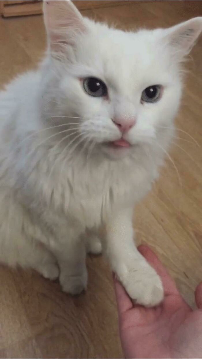 38. My 12 Year Old Cat Prince's Blep As He Anticipates His Tuna. (And Yes, I Did Teach Him To Give Paw)