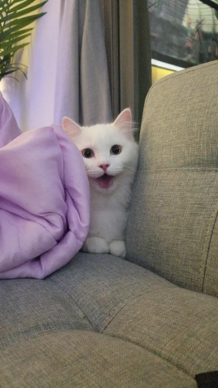 8. Just a silly-faced bb