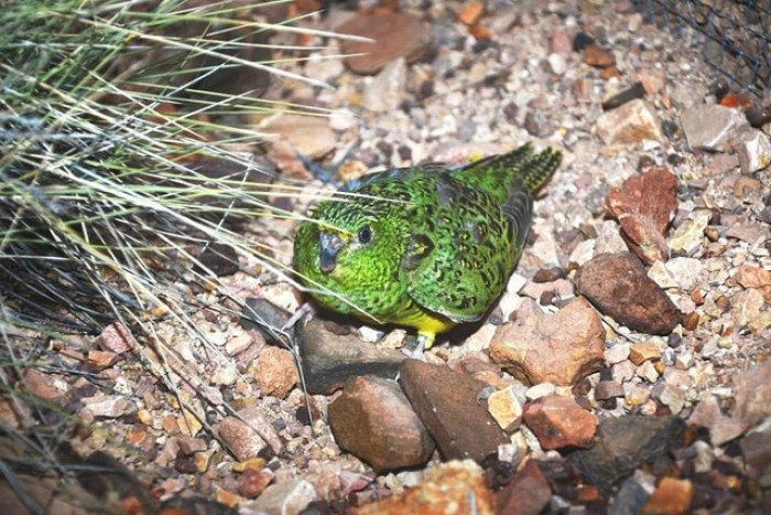 A species of the Australian Nocturnal Ground Parrots