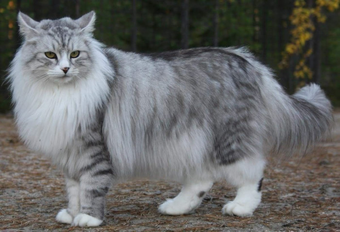 Silver vs gray Maine Coon