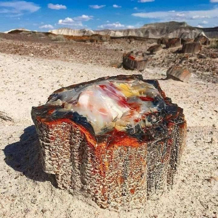 8. Arizona hosts a Petrified Opal Tree Trunk dating back 225 million years