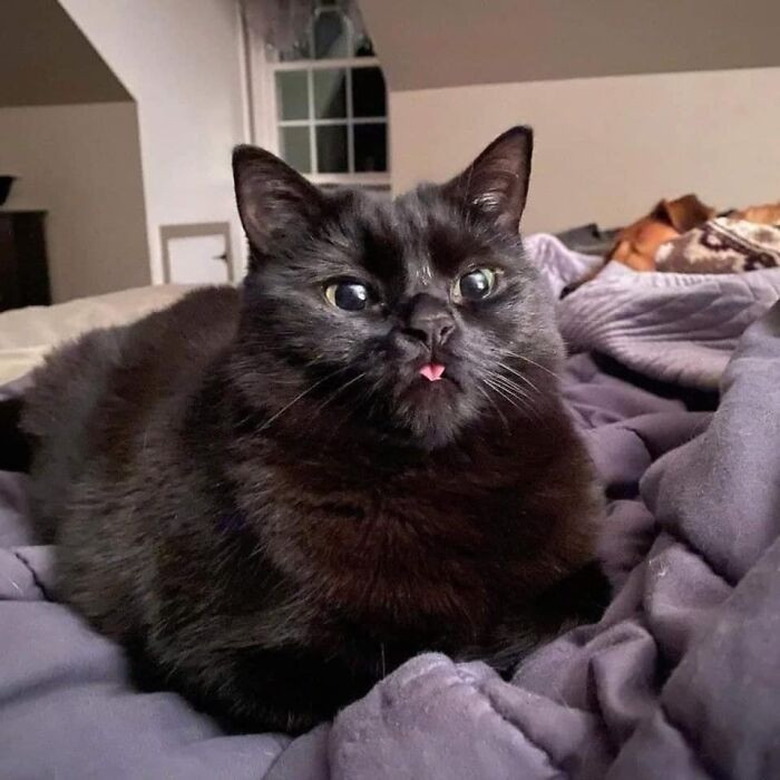 19. Teeny heart blep