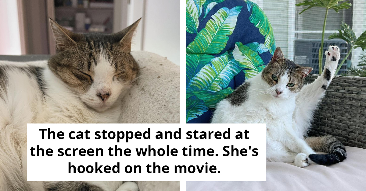 Adorable Senior Cat Asks Her Mom To Watch Her Favorite Movies Daily