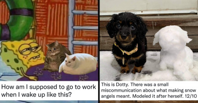 Get Yourself A Dose Of Catnip And Pawsitivity With These 18 Funny Tweets Featuring Cats And Dogs