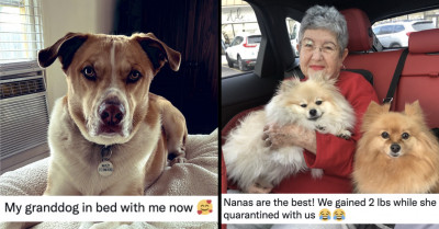 A Wholesome Twitter Thread of Grandparents Expressing Their Unconditional Love for Adorable Doggos