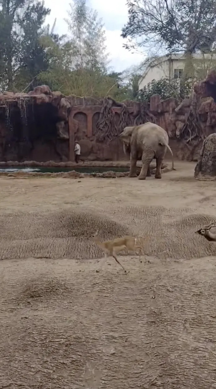 The 60-year-old elephant named Trompita was on watch, and she saved the day in an incredible fashion
