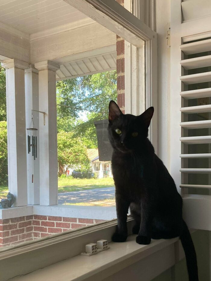 18. "Went to the shelter yesterday to adopt a dog—got hexed and came home with this cutie pie instead: Sun sitter!"