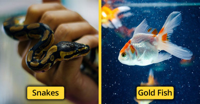 Here Are 21 Low-Maintenance Pets To Consider Getting, And No, A Dog Isn't One