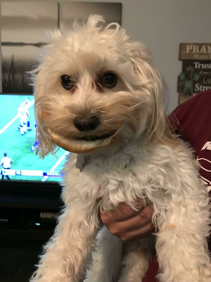 37. Stole a hamburger. Now it's stuck.