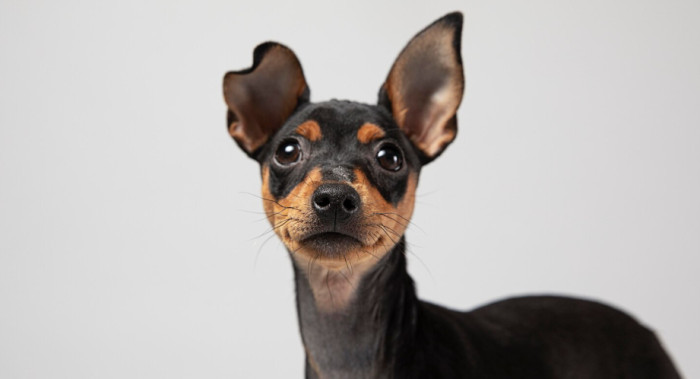 Black Dog Names Inspired by Nature and Night