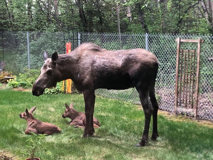 To safely observe moose in Anchorage, it is essential to maintain a respectful distance. Never approach a moose, particularly a cow with calves, and give them plenty of space to move freely.