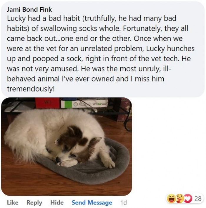 5. You've got to feel sorry for the vet. Not a pretty sight to behold