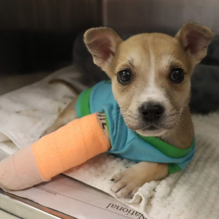 "Kiki Was Rescued As An Injured Stray, Found Limping With Nowhere To Go"