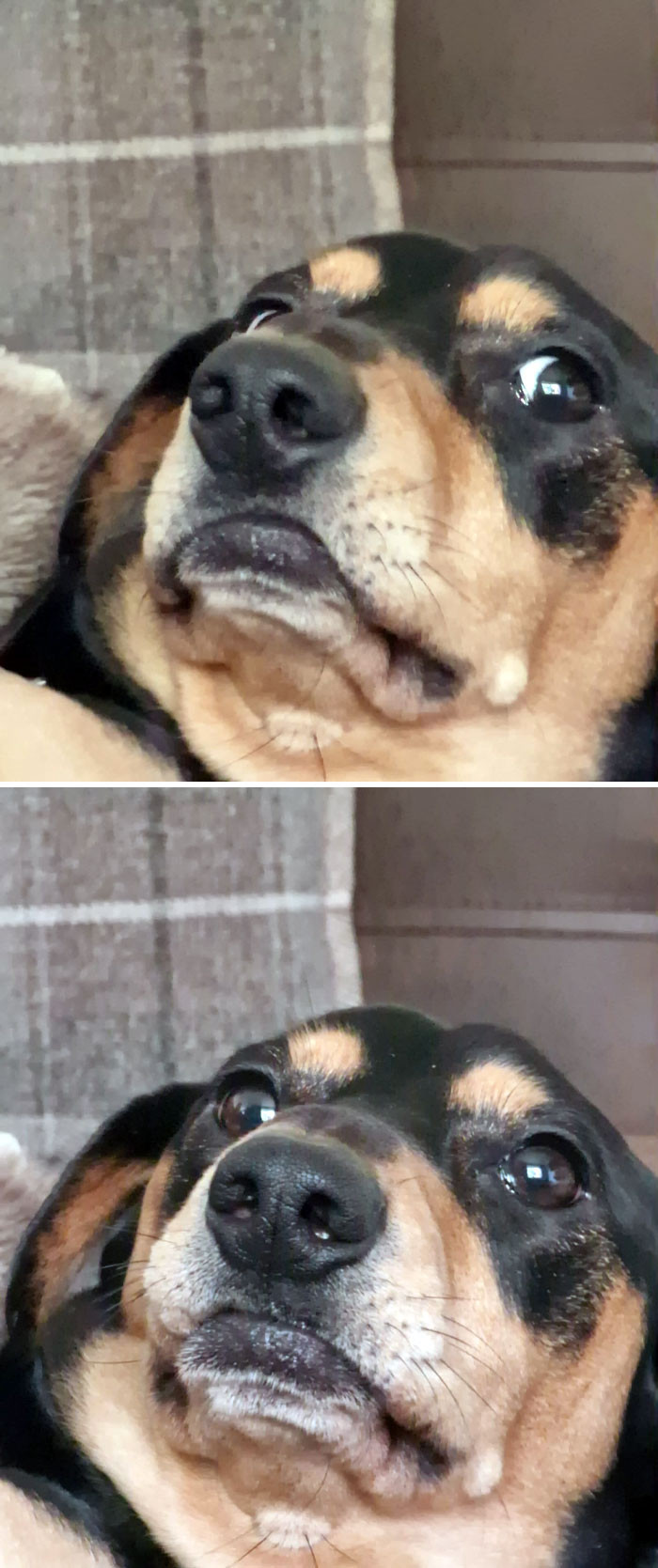 "If You're Having A Bad Day, Here's My Sausage Judging Me"