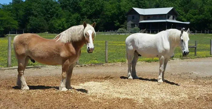 After enduring months of physical and mental suffering, the two horses were scared and disoriented