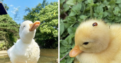 Here Are 35 Of The Best Posts Dedicated To Ducks And ‘Why You Should Have A Duck'
