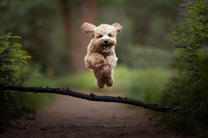 9. This doggo is just too cute! He should try agility, if you ask me