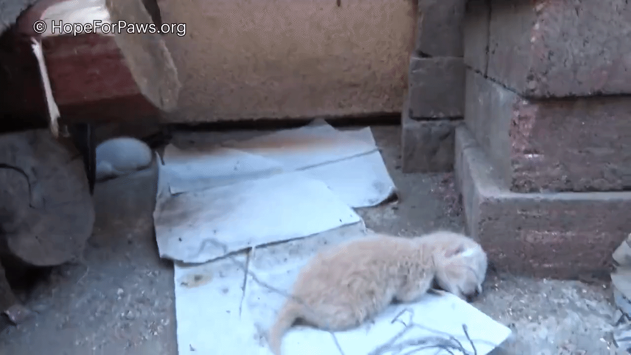 The homeowner called Hope for Paws, and they've rescued them