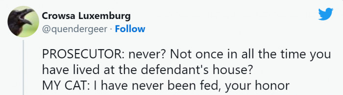 11. Justice for the cat!