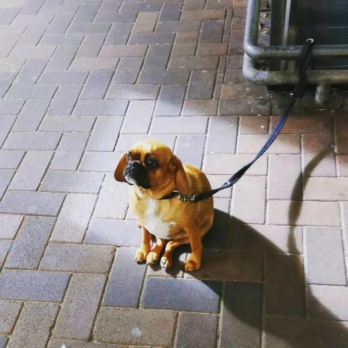 Individuals often pity and empathize with the dogs