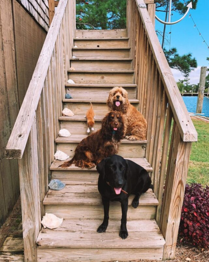 "Basically I’m a catdog," he would probably say if he could speak.