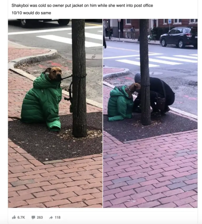 Later, Kristina shared the sweet photos in the Dogspotting Facebook group, and it didn't take long for her post to become popular.
