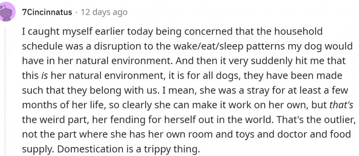 The natural environment for a dog is a human home— isn't that weird?