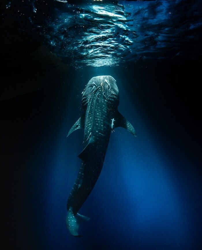 “Whaleshark Feeding Under Lights Of The Boat” By Simon Lorenz