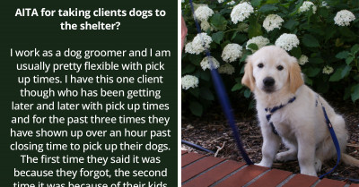 Pet Groomer Seeks The Opinion Of Online Users After They Surrendered A Customer's Dog To A Shelter