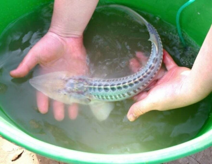 The Amu Darya Sturgeon (Pseudoscaphirhynchus Kaufmanni) A Critically Endangered Sturgeon Related To The Possibly Extinct Syr Darya Sturgeon