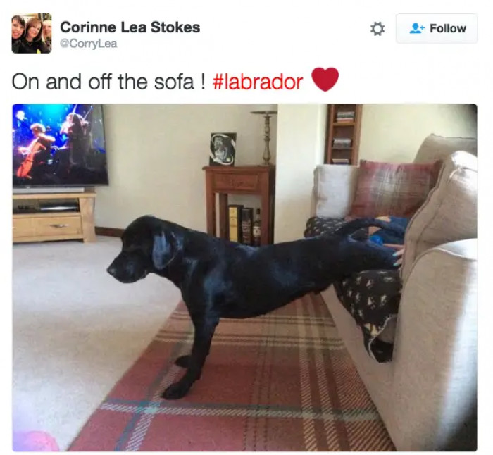 8. Speaking of which, the way they get off these sofas is just pure majestic.