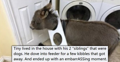 12 People Share Hilarious Times Their Pets Got Stuck In The Weirdest Places Ever