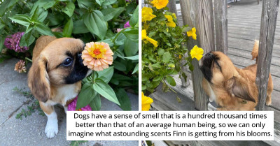 Little Pup Who Always Stops To Smell Every Flower He Sees Will Warm Your Heart