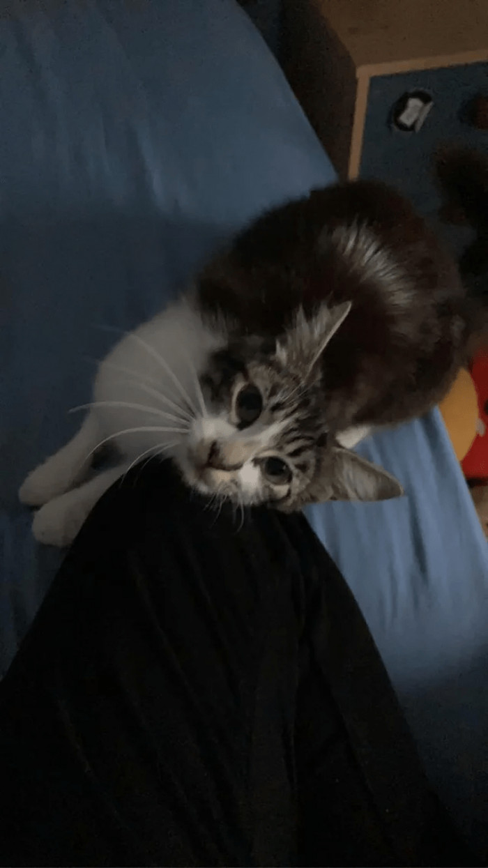 1. "Woke up to this guy on my bed. I don’t own a cat."