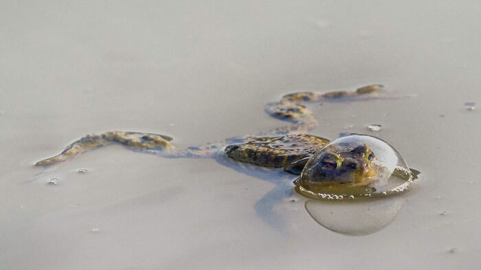 Frog In A Balloon By Eberhard Ehmke