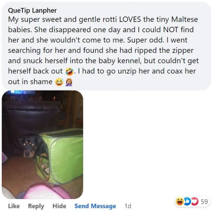 1. This Rotti has baby fever