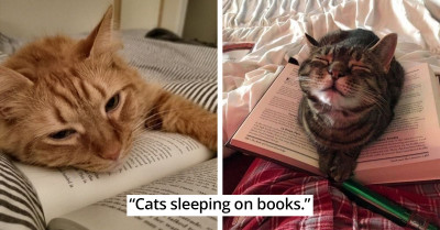 These 14 Pictures Of Adorable Cats Will Get You In Your Pawsitive Feelings