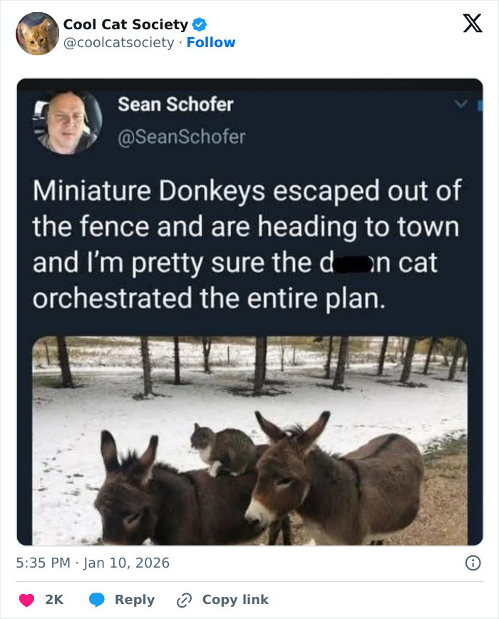 7. The cat is definitely the brains behind this escape