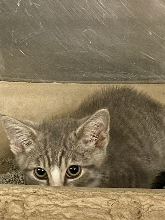 The small grey tabby is rather shy as a newer addition to the RACC family