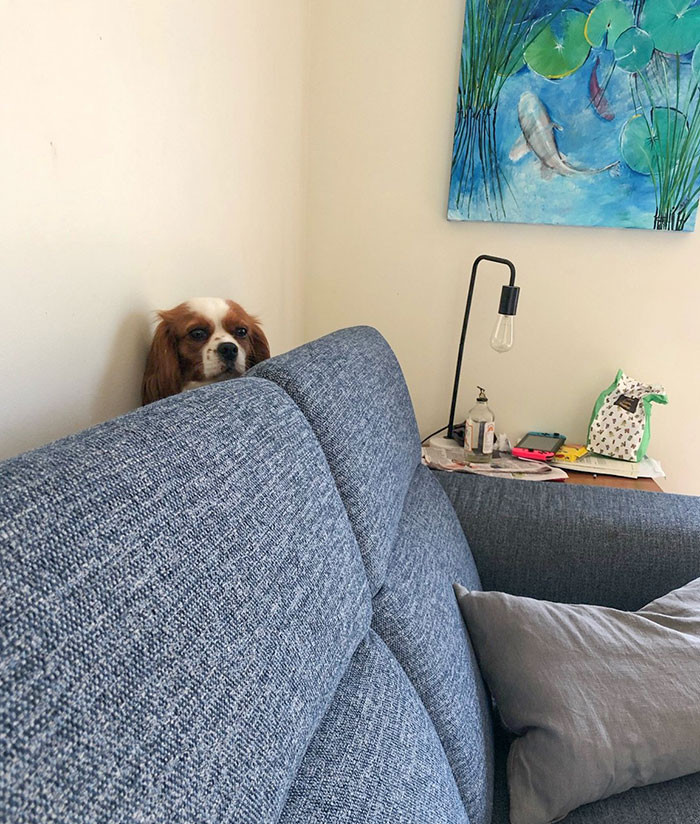 13. My Sister’s Dog Got Stuck Behind The Couch And Cried. She’s Cute And Friendly, But A Bit Dumb. The Dog Isn’t Too Bright Either