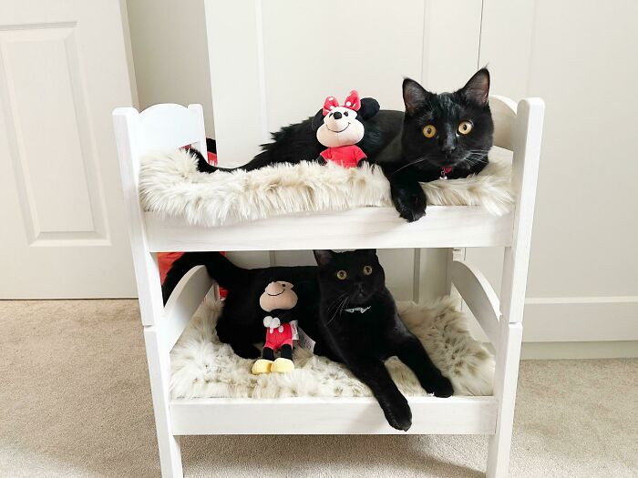 11. My Wife Convinced Me To Make Our Kittens Bunk Beds, And It’s The Best Decision I Ever Made