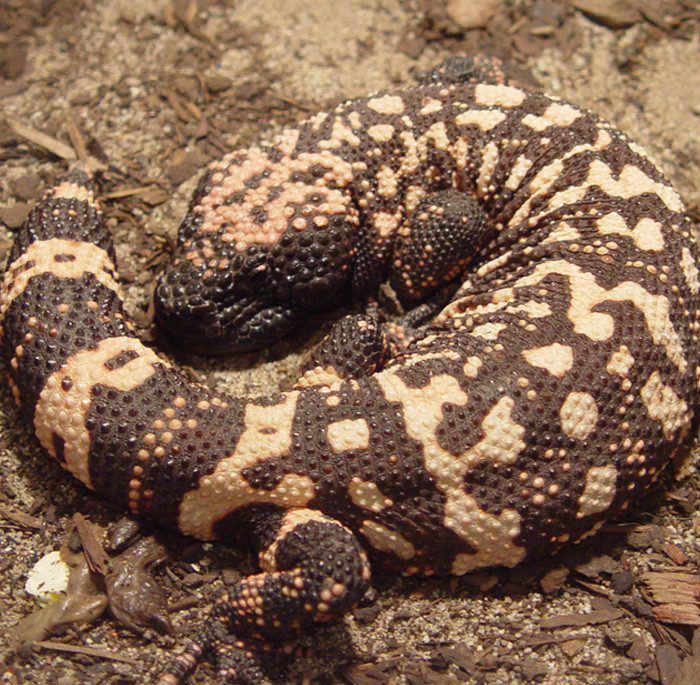 Gila Monster