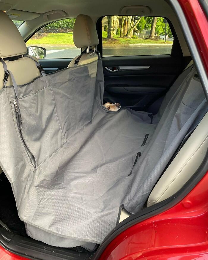 31. Come on hooman, just one more teeny weenie ride