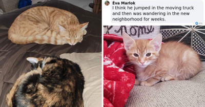 Missing Cat Miraculously Shows Up In The Neighborhood Its Owners Moved Into Two Months After It Went AWOL