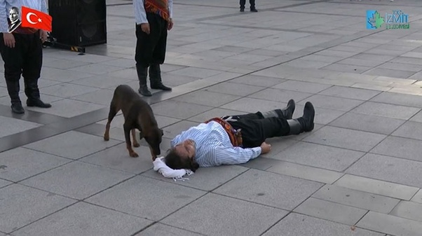 The stray approached the actor who pretended to be injured.